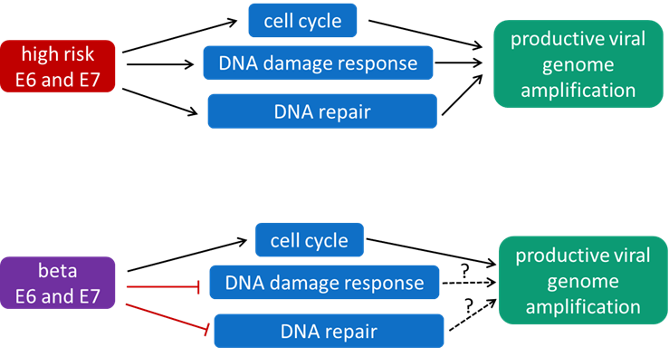 Wissenschaftliche Abbildung zum Text
