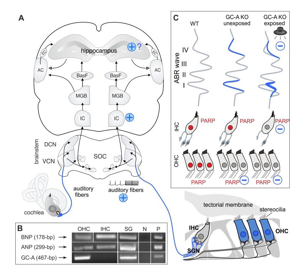 Wissenschaftliche Abbildung