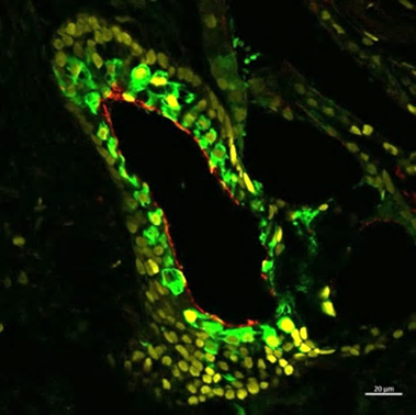 Floureszenzmikroskopische Aufnahme eines Organoids