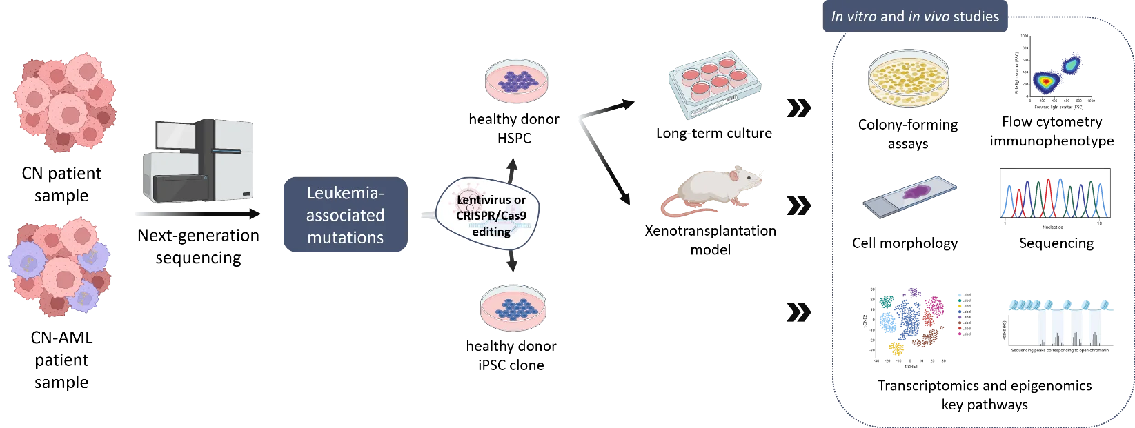 Wissenschaftliche Abbildung zum Thema Leukemogenesis
