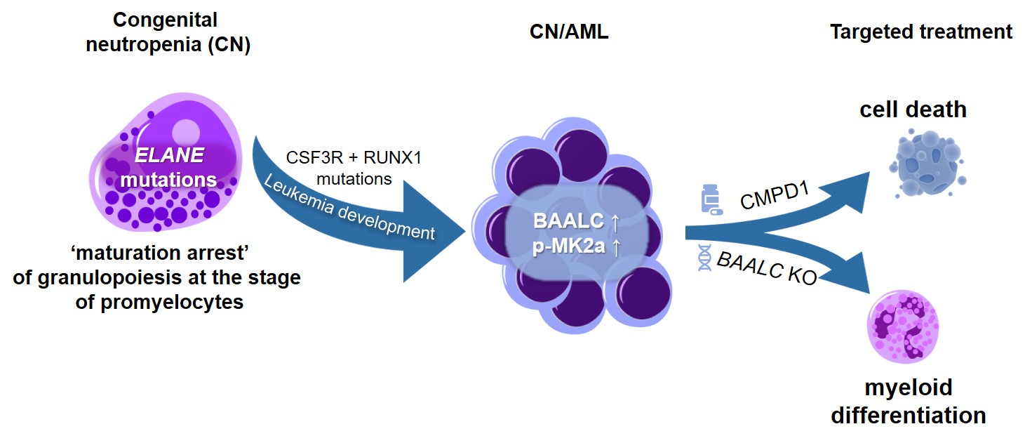 Wissenschaftliche Abbildung zum Thema iPSC disease modeling of stepwise leukemogenesis in severe congenital neutropenia