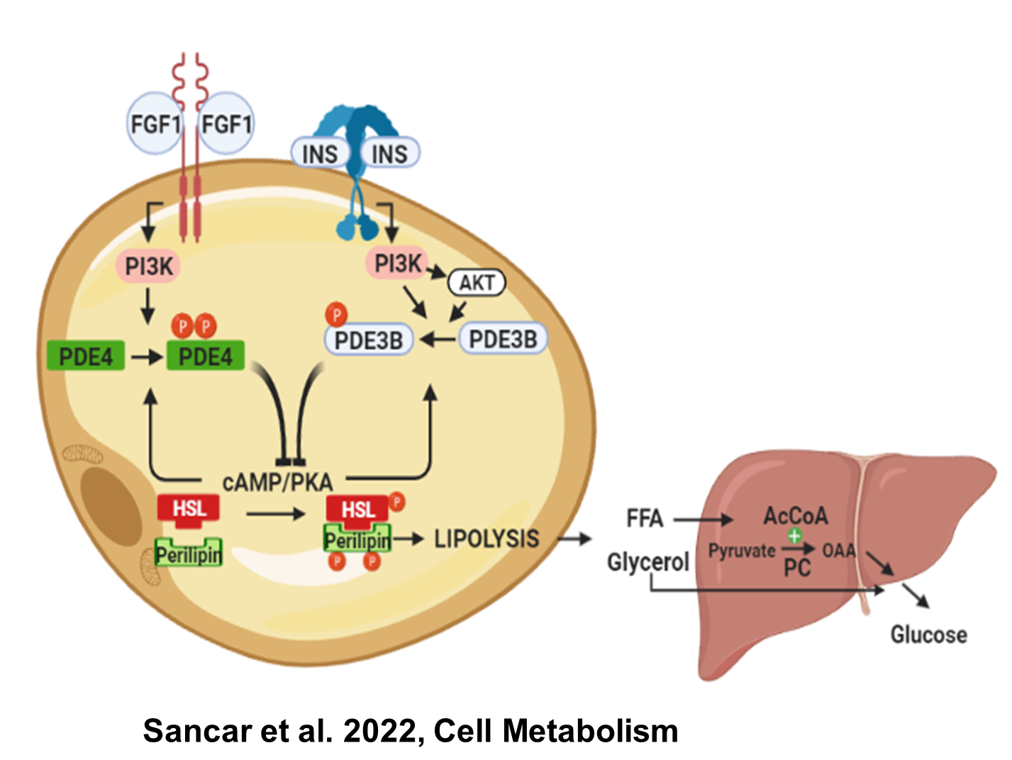Wissenschaftliche Abbildung zum Text