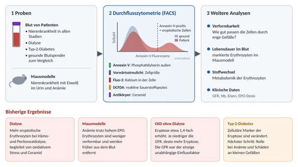 Wissenschafftliche Abbildung zum Text