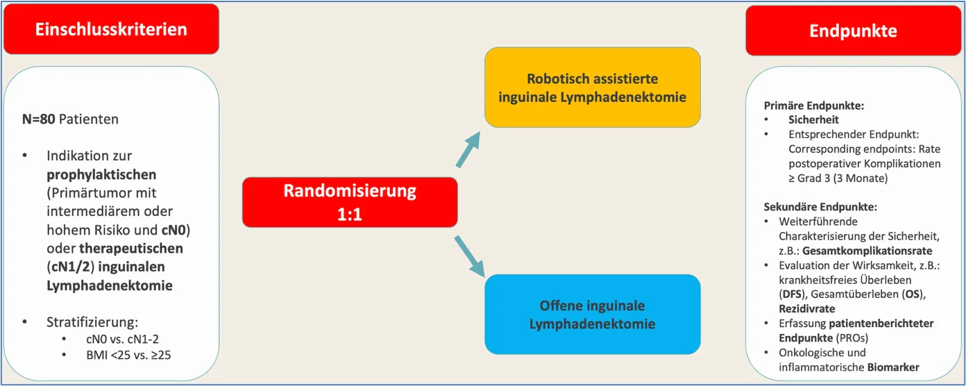 Grafik zum Studienablauf