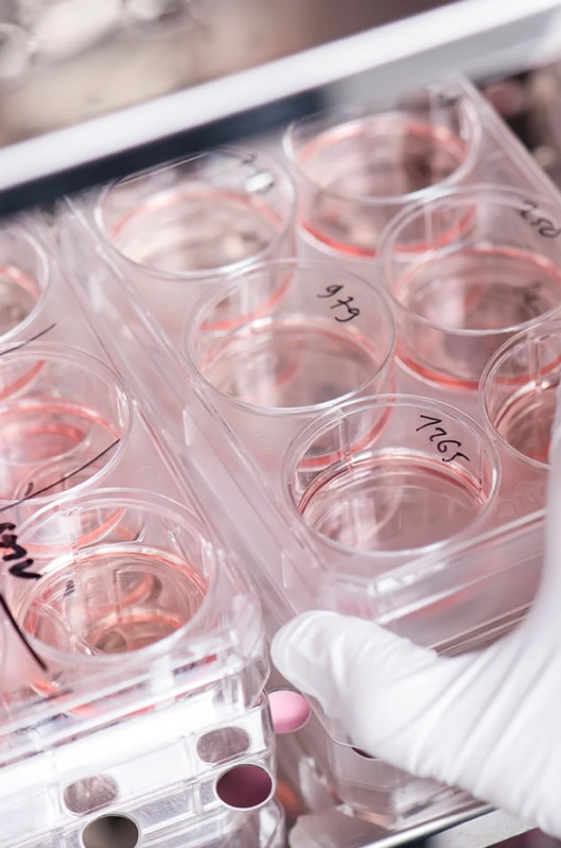 Petri dishes