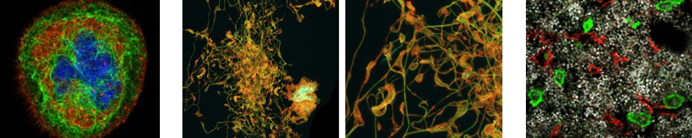 Wissenschaftliche Abbildung