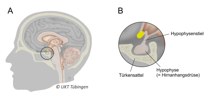 Schematische Darstellung der Hypophyse im Gehirn
