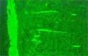 Z_IMPALA_anti_SMA