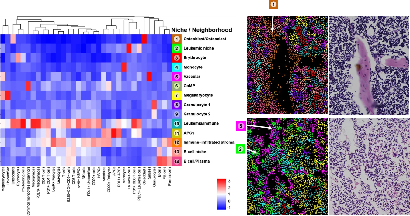 Unüberwachtes Clustering und anschließende überwachte Zusammenführung von Clustern ergaben 34 Zelltyp-Cluster