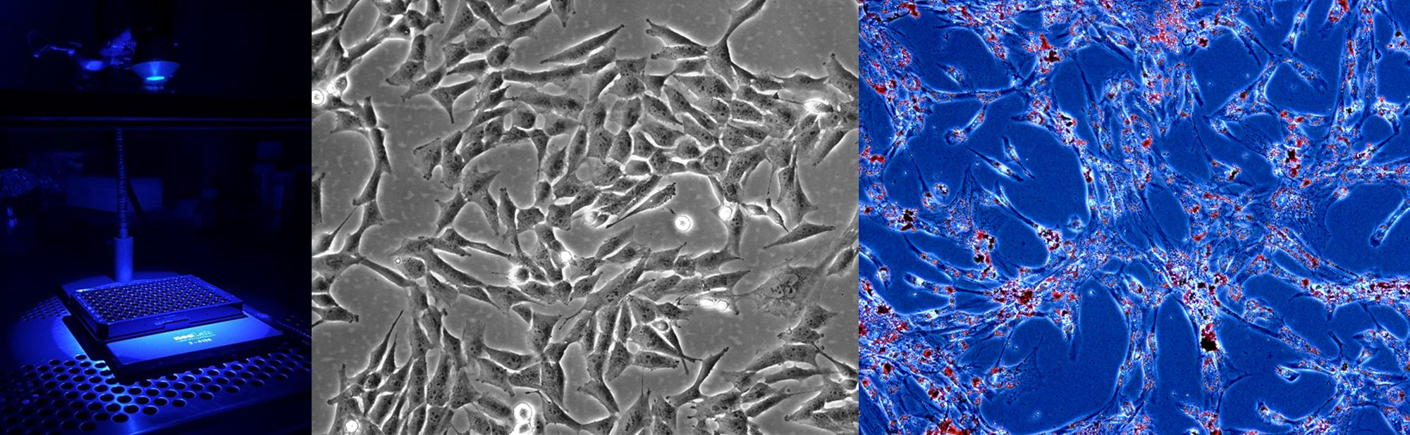 Wissenschaftliche Abbildung