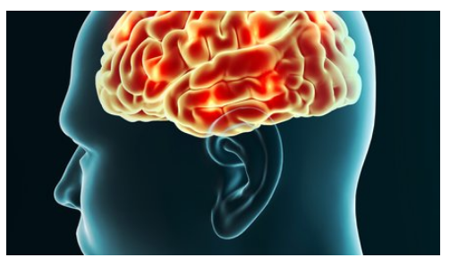 Darstellung eines Gehirns im Schädel.