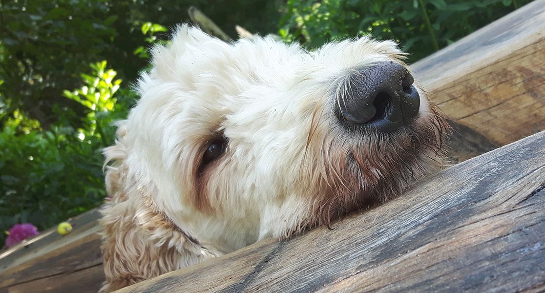 Weißer Hund