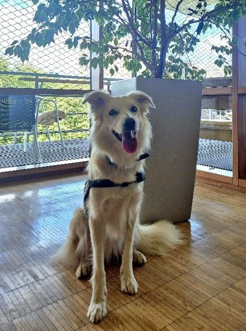 Unser Therapiehund Lucy