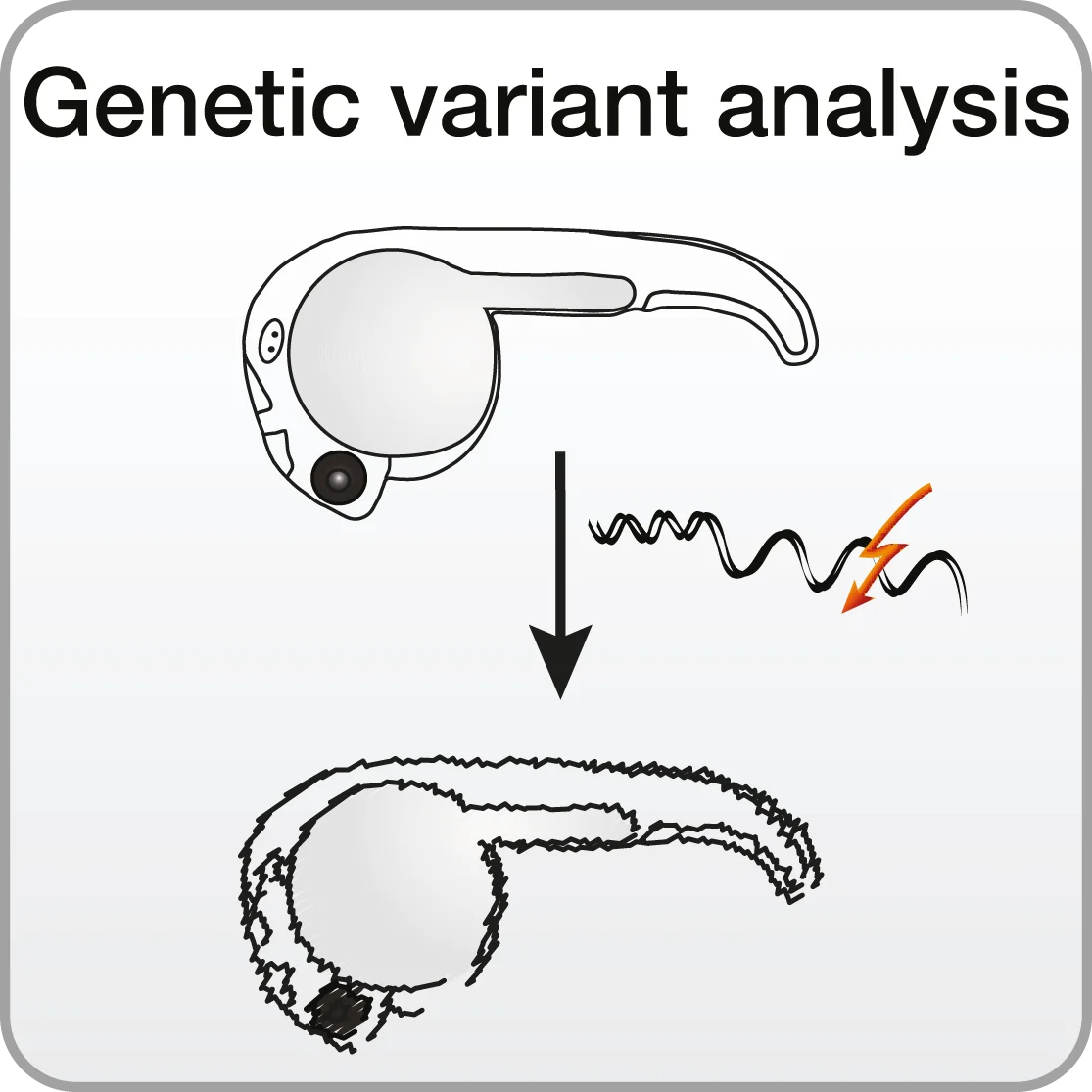 Genetic variants analysis