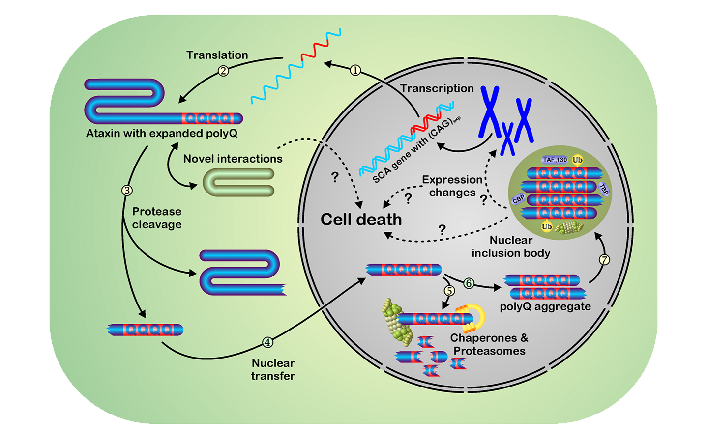 Abbildung Pathogenese der Spinocerebellaren Ataxie Typ 3 (SCA3)