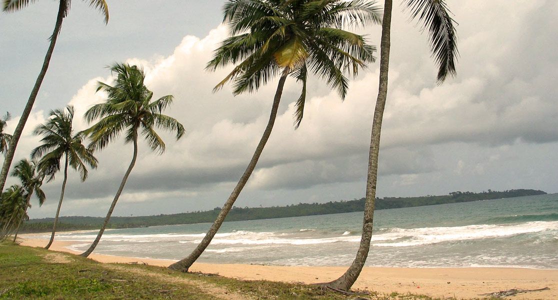 Palmen am Strand