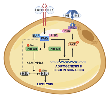 Wissenschaftliche Abbildung zum Text