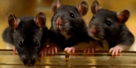 Drei schwarze Mäuse