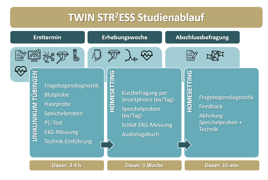Grafik zum Studienablauf