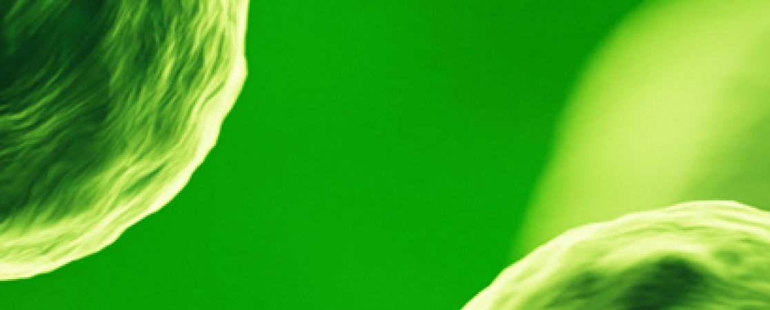 Layoutbild grünes Muster