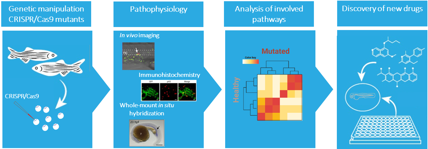 Wissenschaftliche Abbildung zum Thema Zebrafish models
