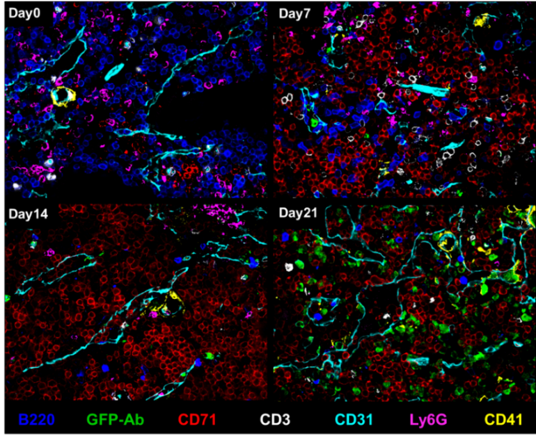 CODEX Überlagerungs-Bilder mit 7 Farben