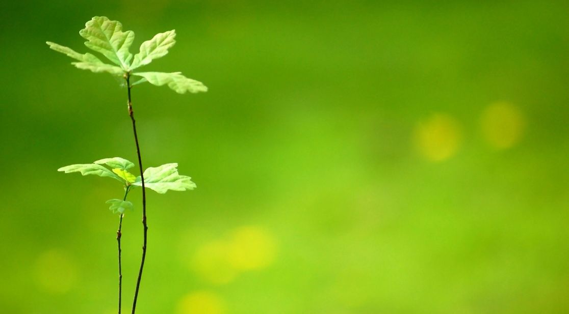 Schmuckbild: Junger Eichenschößling vor grünem Hintergrund