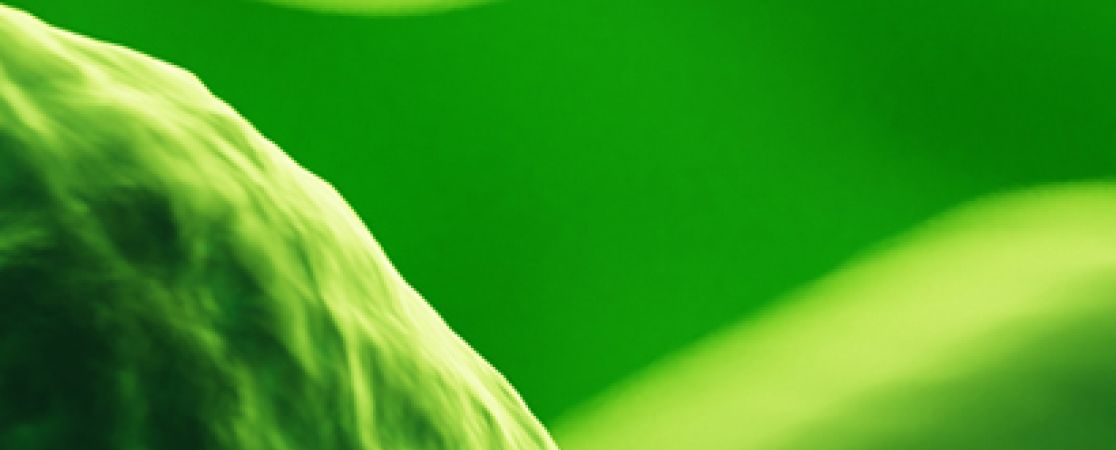 Layoutbild grünes Muster