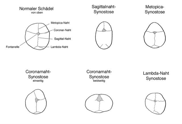 Scientific illustration