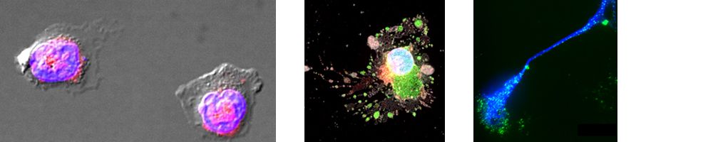 Wissenschaftliche Abbildungen