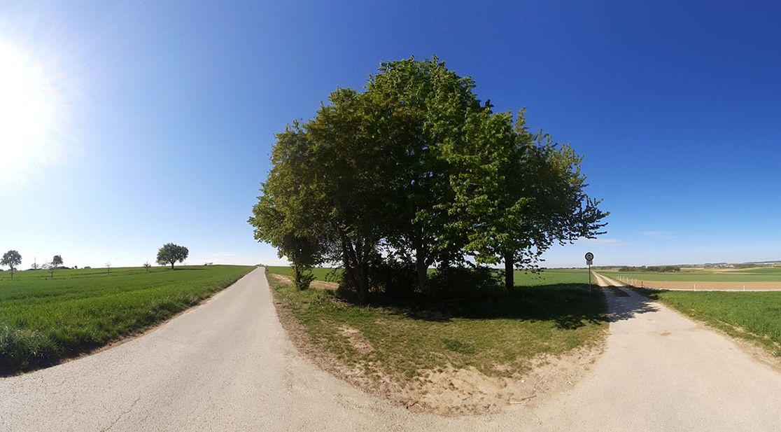 Schmuckbild Weggabelung mit Bäumen und Wiesen