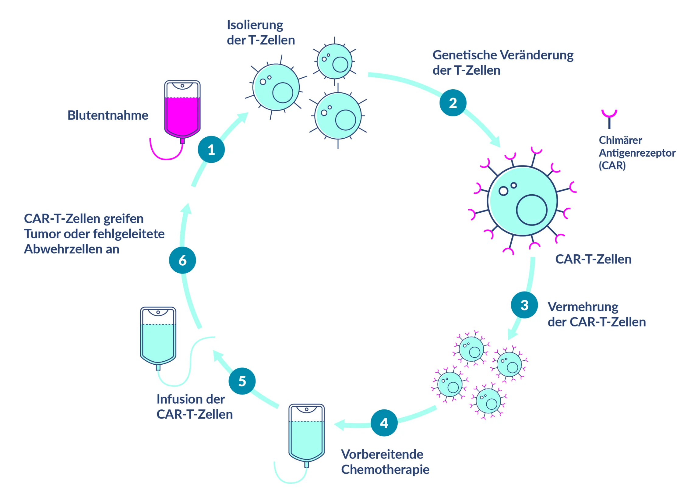 Beschreibung der Herstellung von CAR-T-Zellen