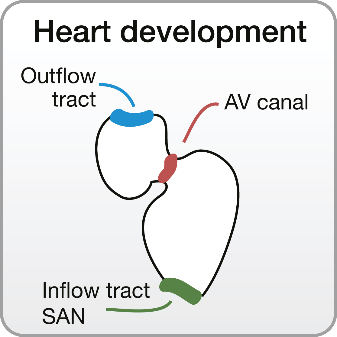 Heart development