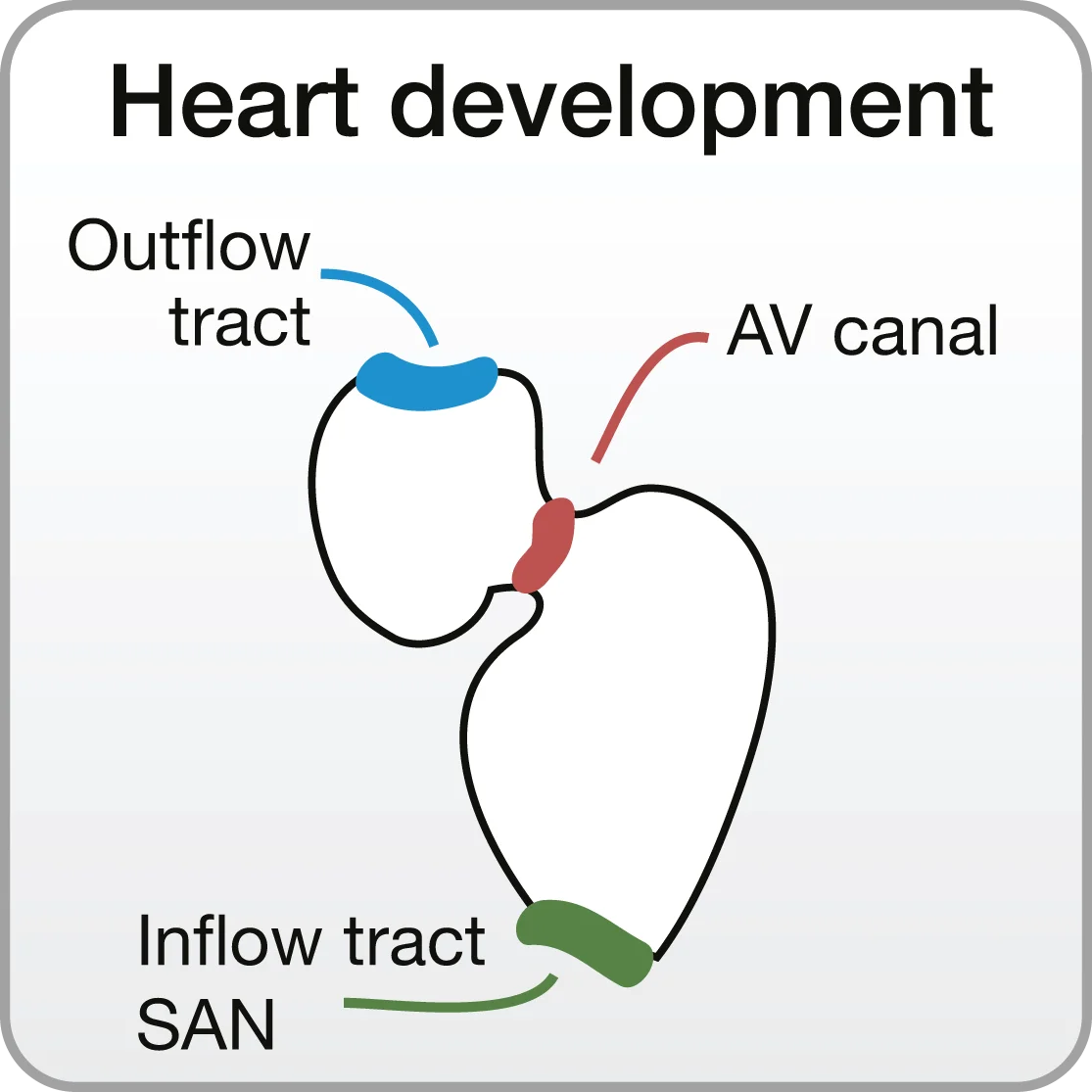 Heart development