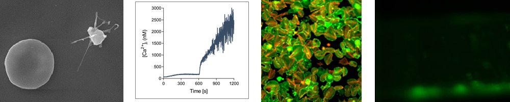 Wissenschaftliche Abbildungen