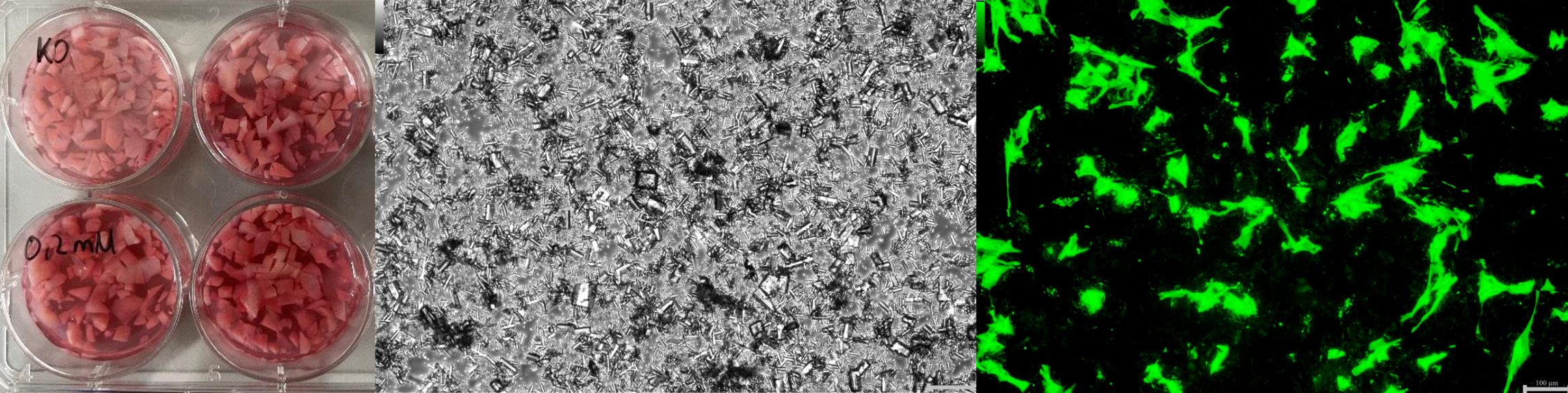 Wissenschaftliche Abbildung