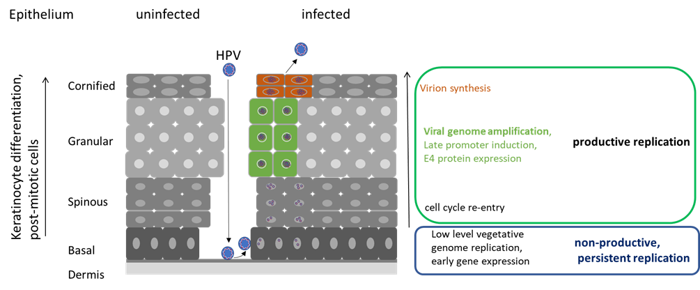 Wissenschaftliche Abbildung zum Text