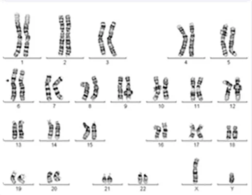 Abbildung männlicher Chromosomensatz