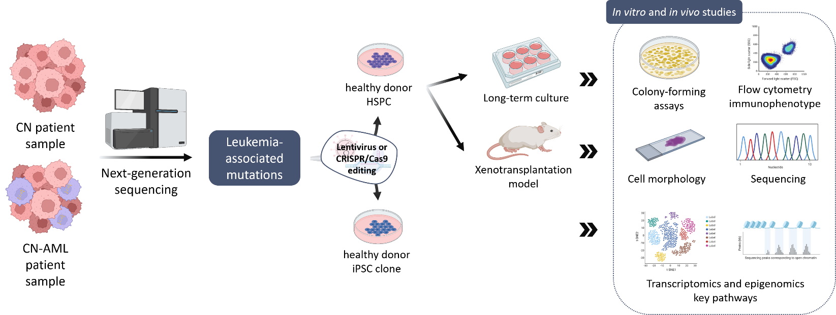 Wissenschaftliche Abbildung zum Thema Leukemogenesis