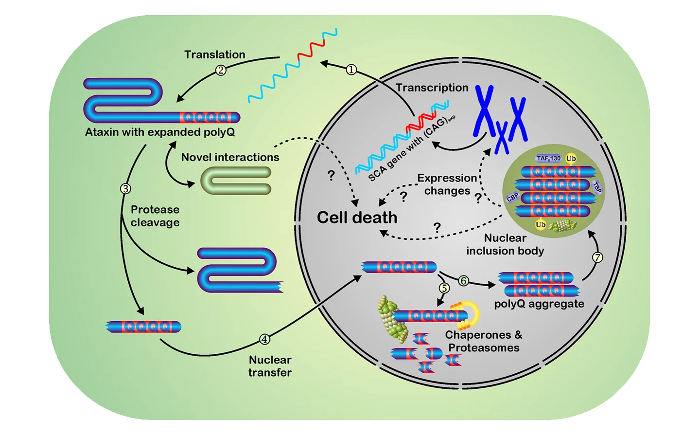Abbildung Pathogenese der Spinocerebellaren Ataxie Typ 3 (SCA3)