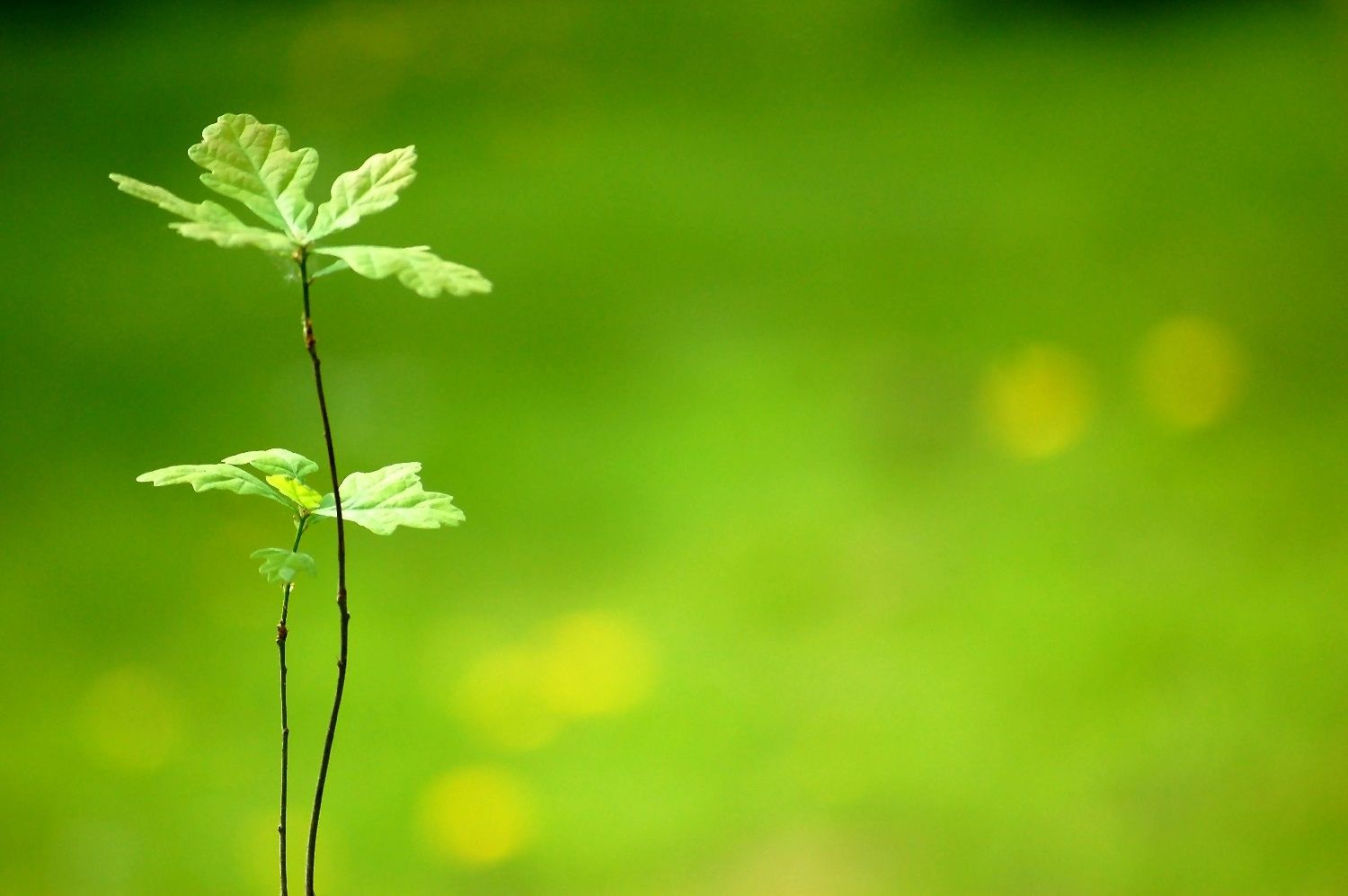 Eichentrieb vor grünem Hintergrrund