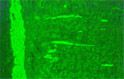 Z_IMPALA_anti_SMA