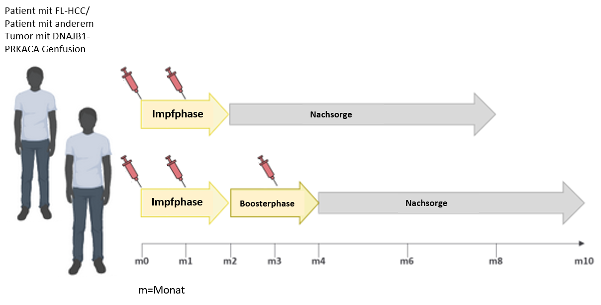 Grafik zum Studienablauf