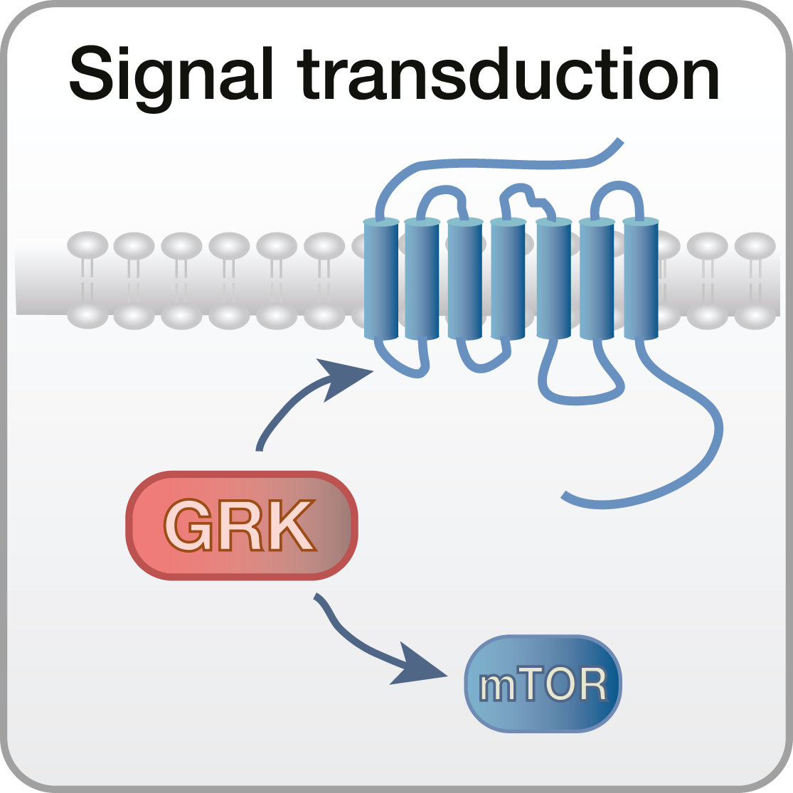 Signal transduction