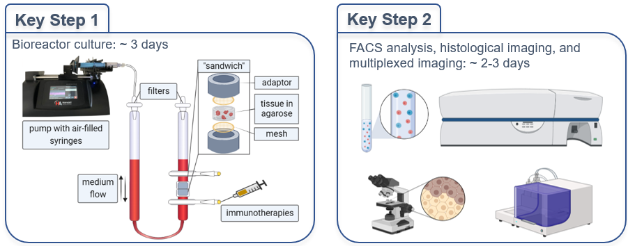 Abb. 6. Die wichtigsten Schritte des 3D Perfusions-Bioreaktor-Experiments. Links  1: Optimierung des Kultursystems und Modellierung von Lymphom-Immuntherapien. Rechts 2: Untersuchung der zellulären und TME-Veränderungen.