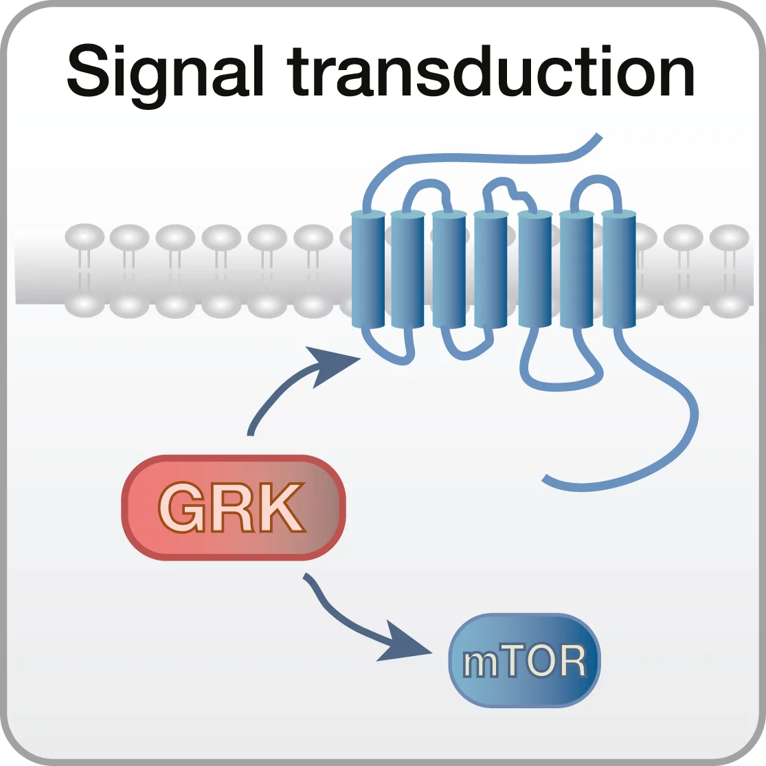 Signal transduction