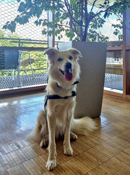 Unser Therapiehund Lucy