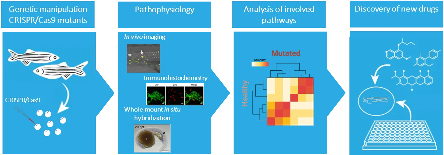 Wissenschaftliche Abbildung zum Thema Zebrafish models