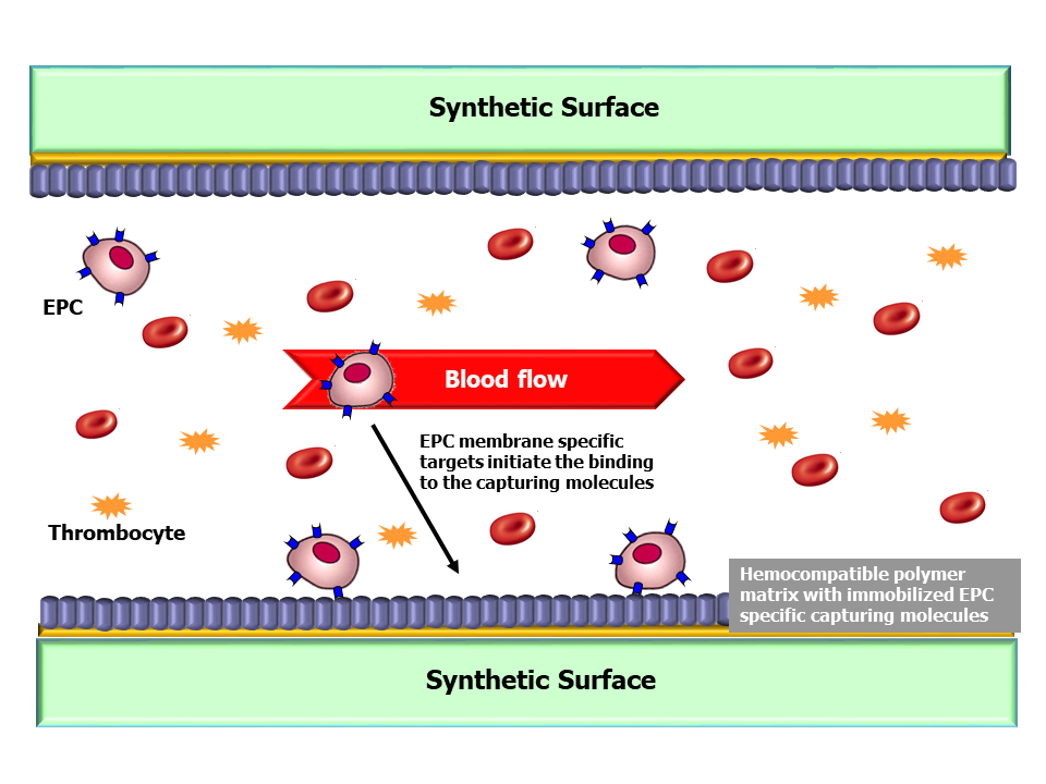 Synthetic surface - EPC mambrane specific targets initiate the binding to the capturing molecules.