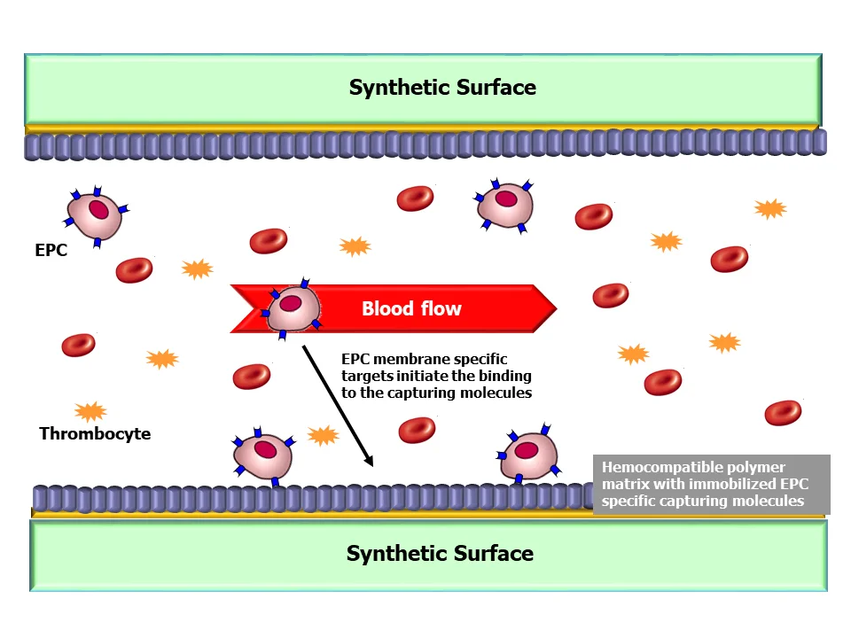 Synthetic surface - EPC mambrane specific targets initiate the binding to the capturing molecules.